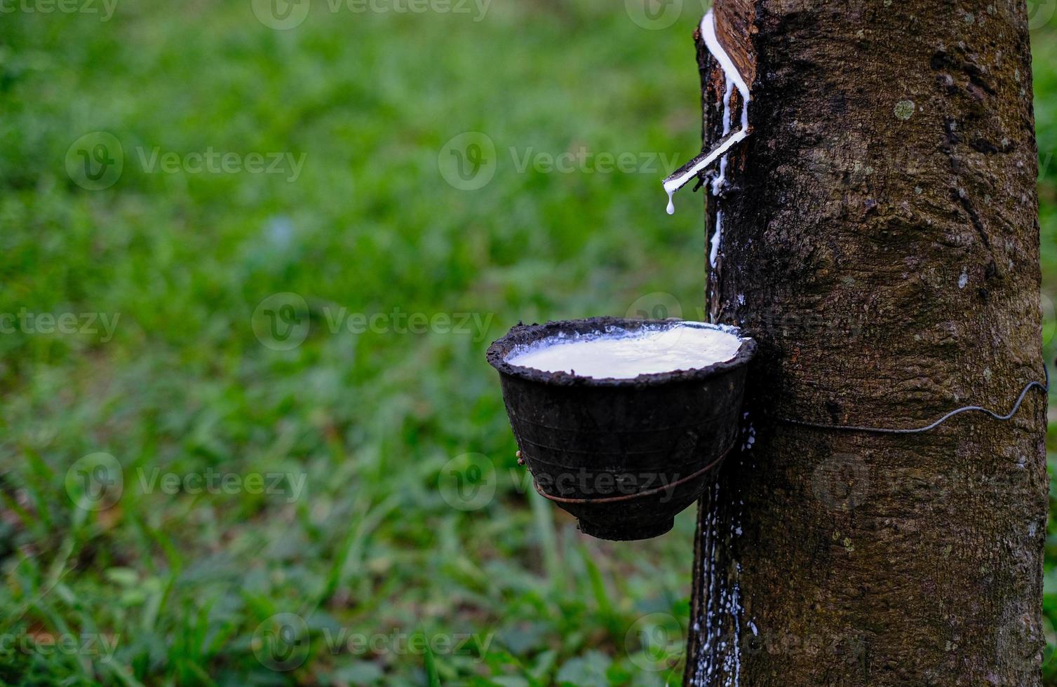 Fresh milky Latex flows into a plastic bowl in from para rubber tree photo