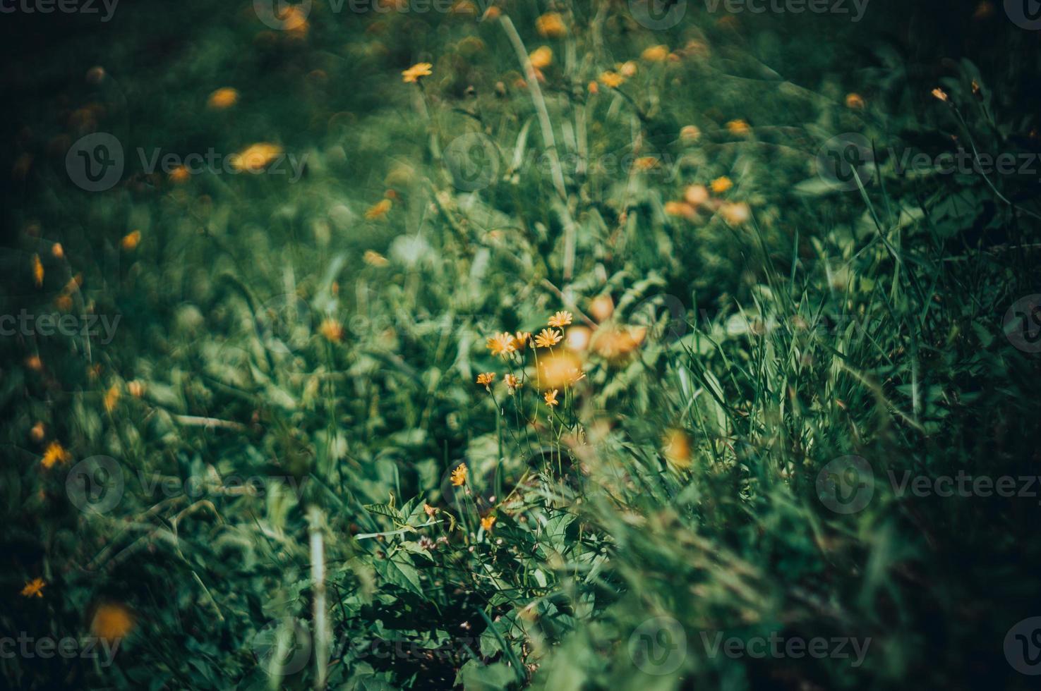 flores amarillo verde foto
