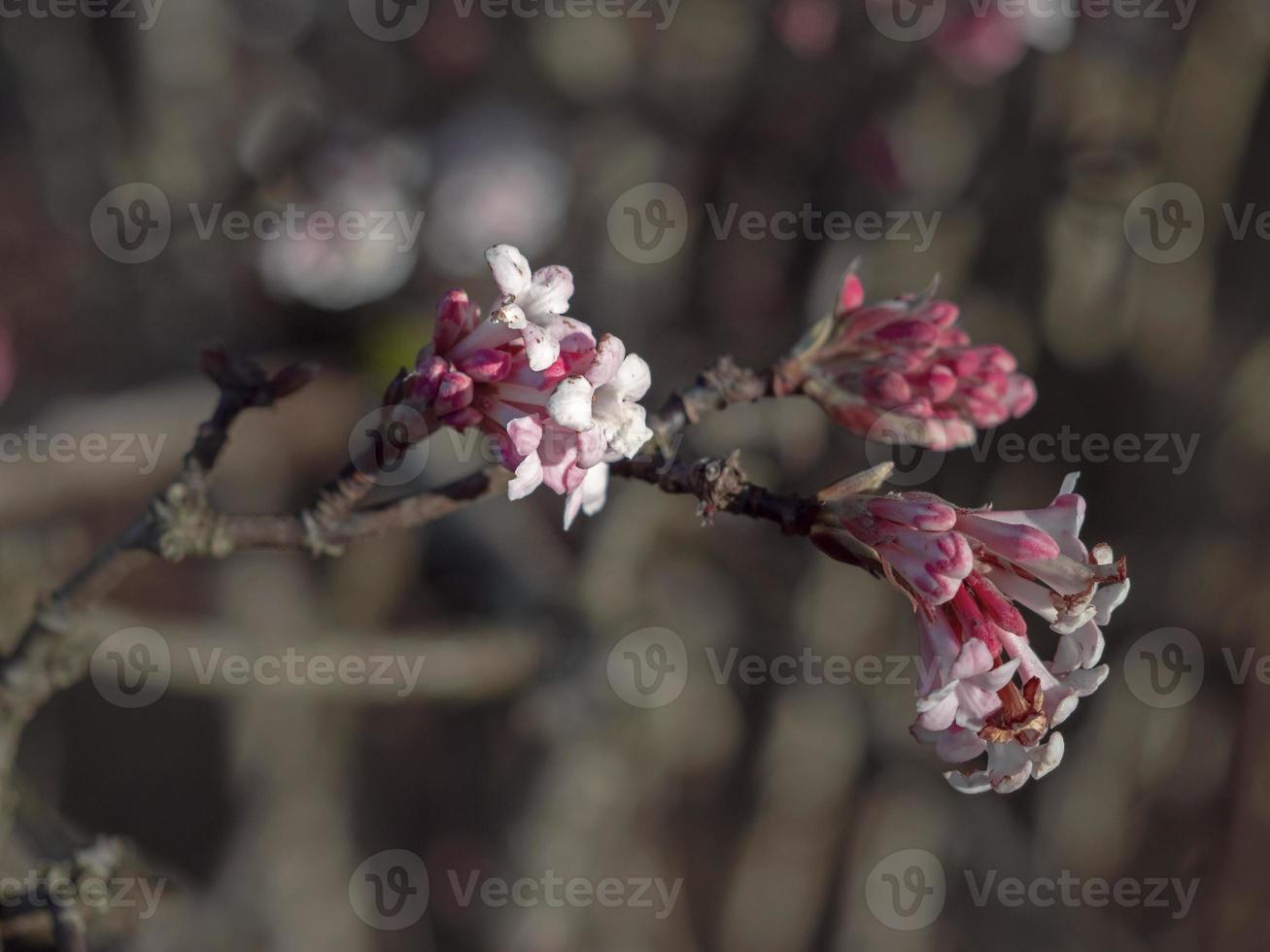 Pink flower of Culvers root Viburnum farreri photo