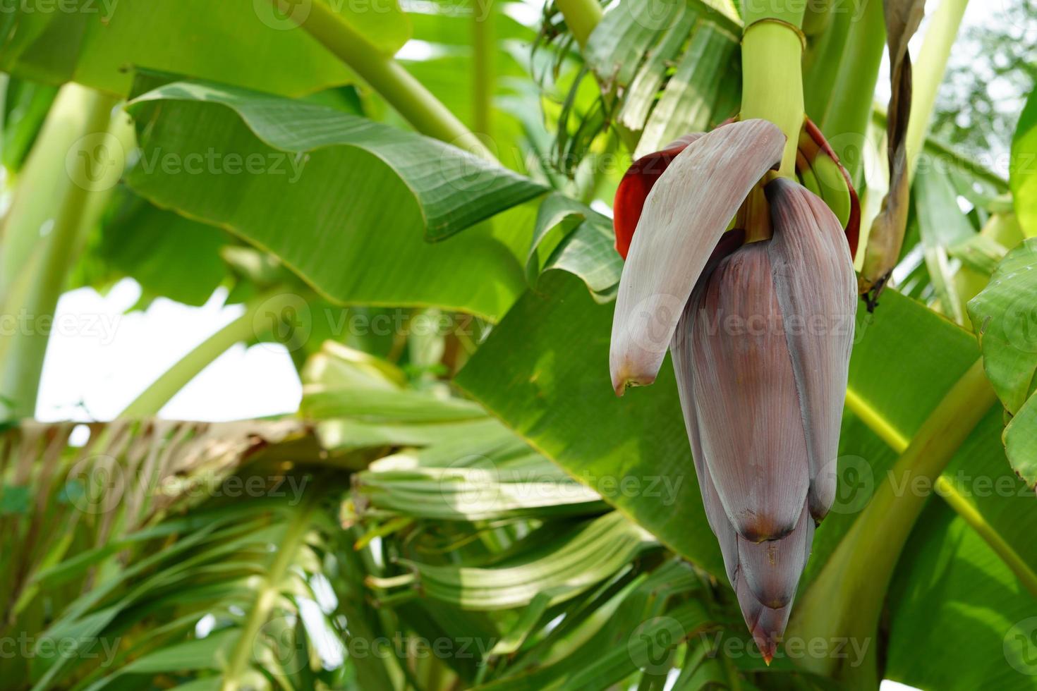 Banana flowers on a banana tree photo