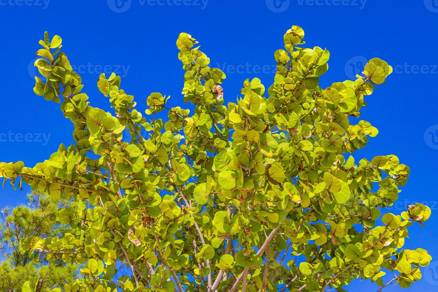 árbol tropical con fondo de cielo azul playa del carmen mexico. foto