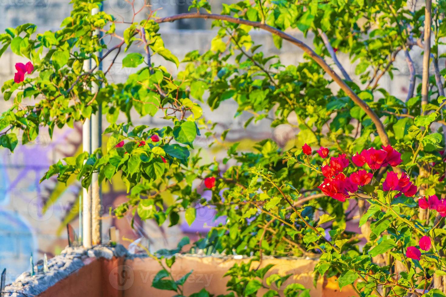 Bougainvillea pink flowers blossoms with palms Playa del Carmen Mexico. photo