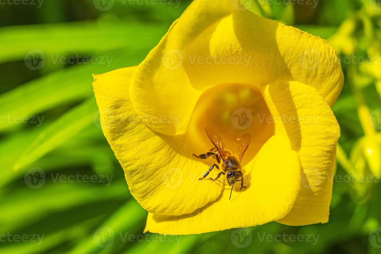 Honey bees climb fly into yellow Oleander flower in Mexico. photo