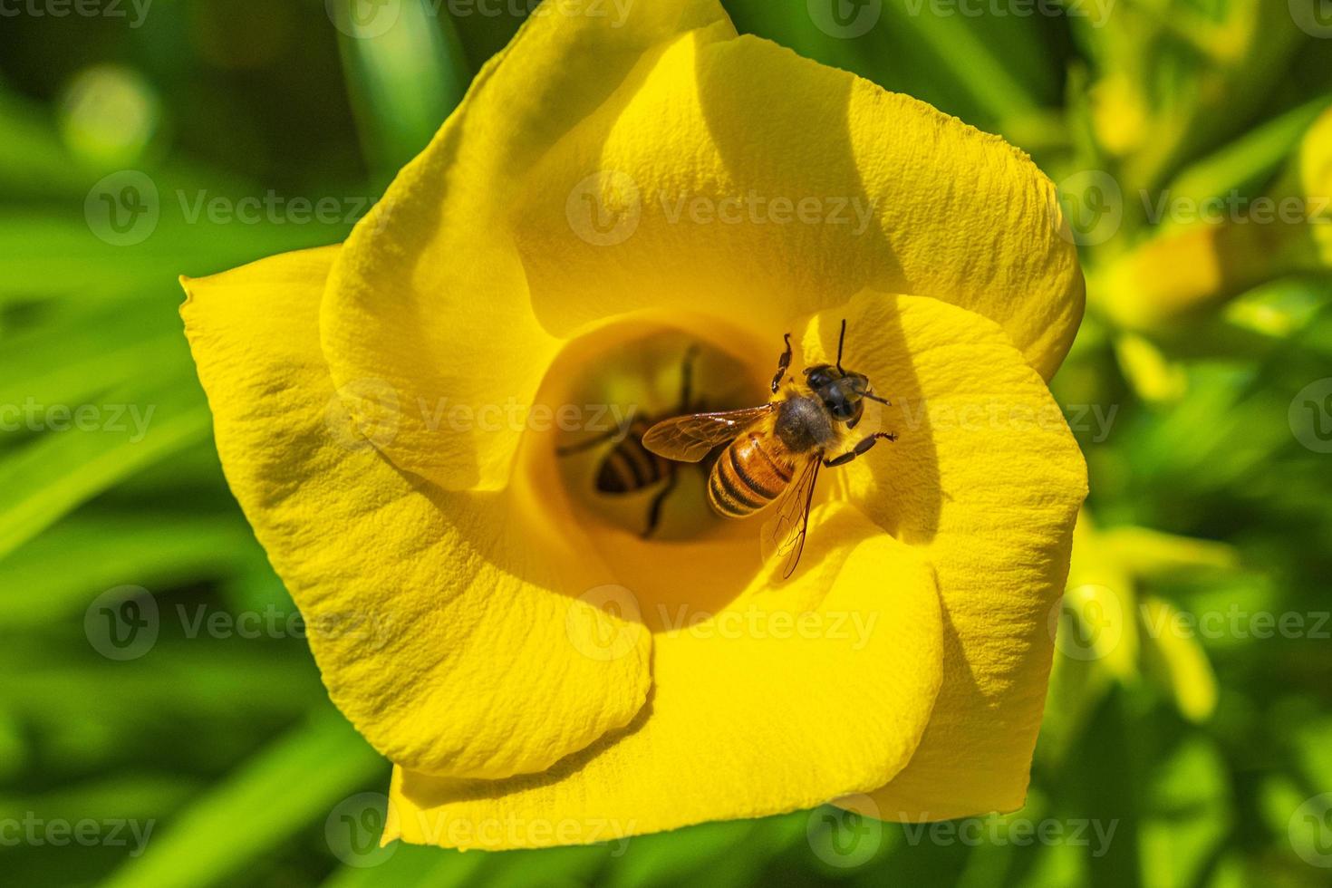 Las abejas melíferas trepan vuelan a la flor de la adelfa amarilla en México. foto