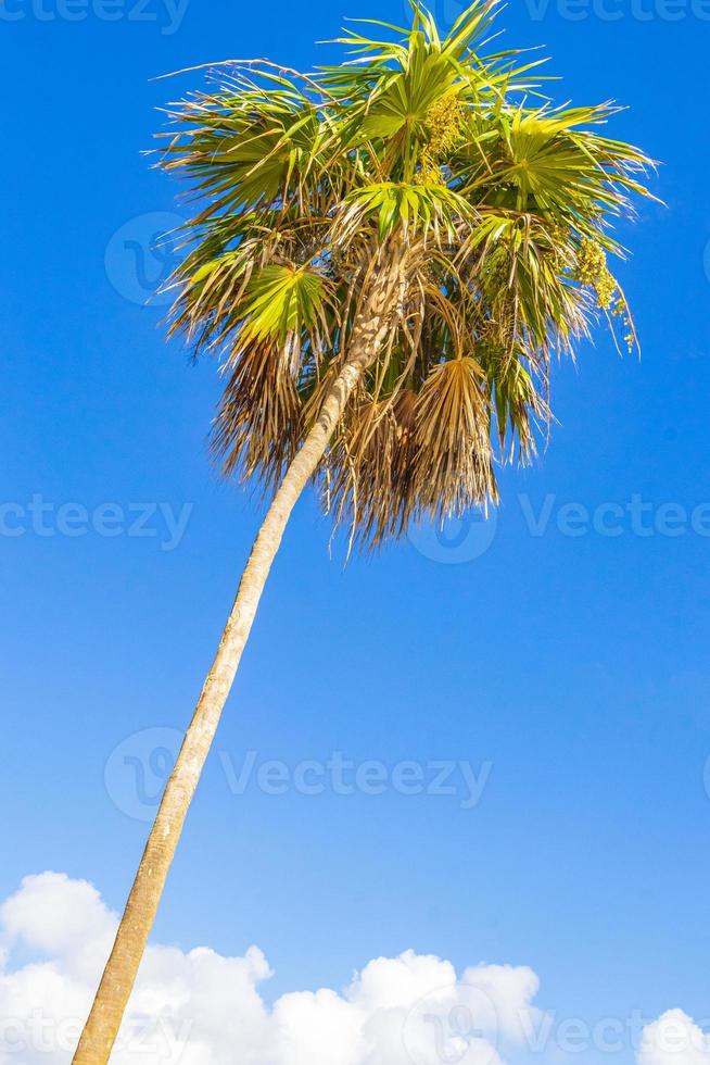 Tropical palm tree with blue sky Playa del Carmen Mexico. photo