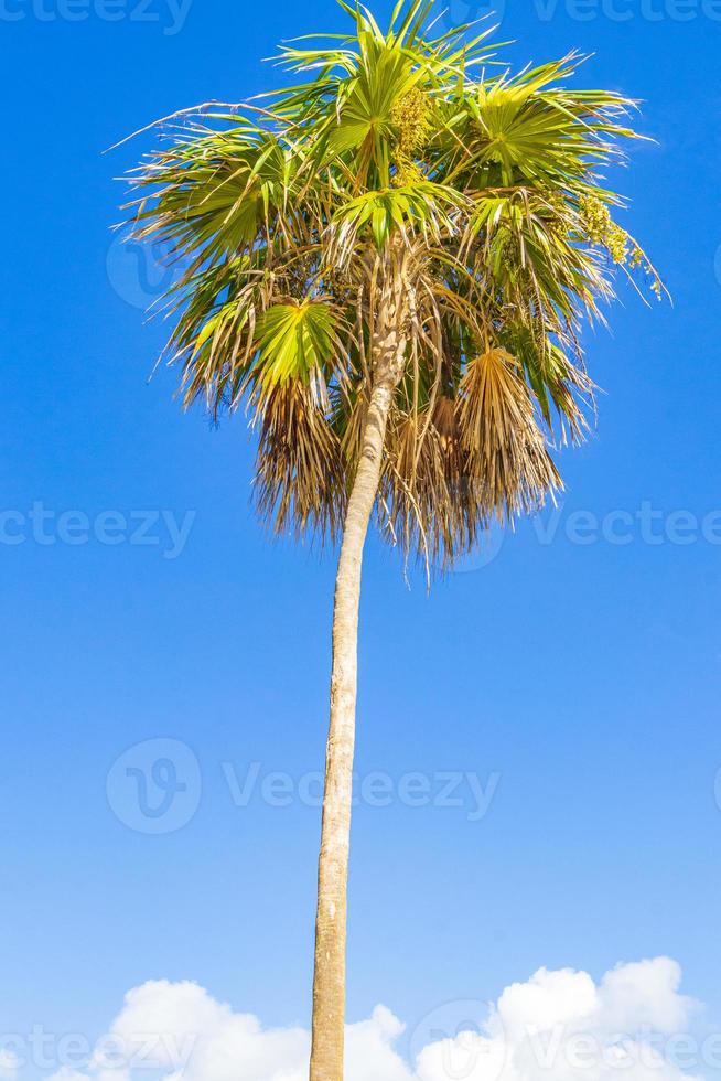 palmera tropical con cielo azul playa del carmen mexico. foto