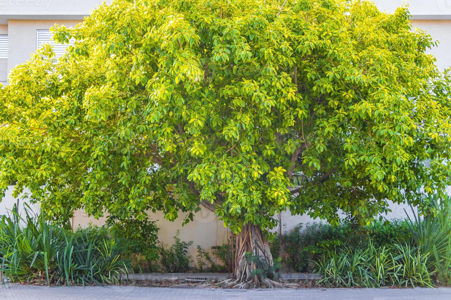 Big tropical tree natural pedestrian walkways Playa del Carmen Mexico. photo