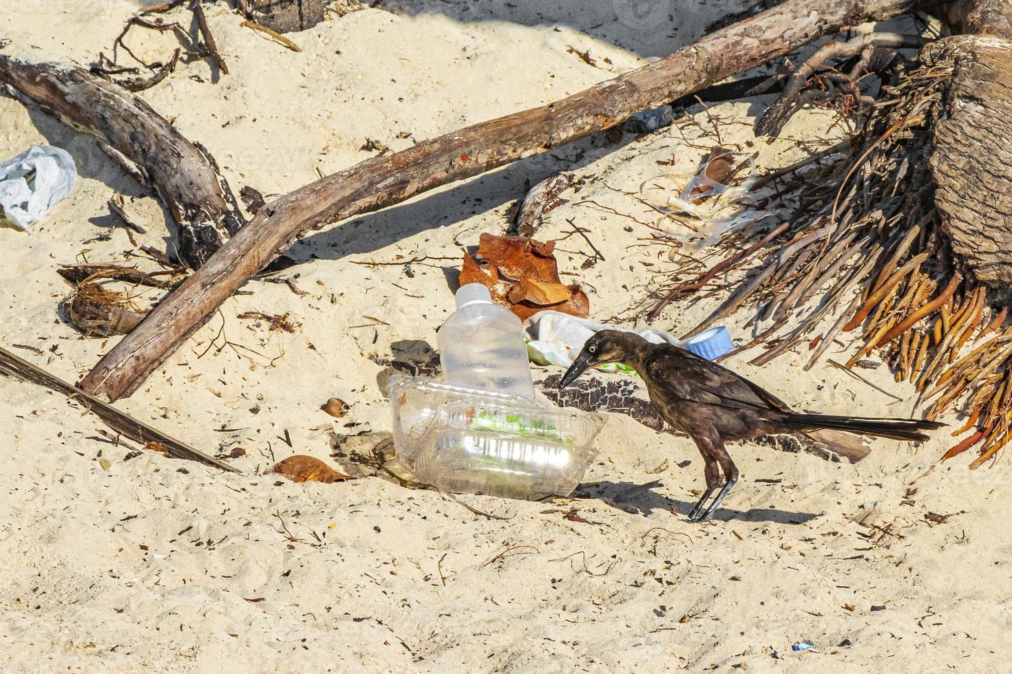 Great-Tailed Grackle bird between garbage on beach sand Mexico. photo