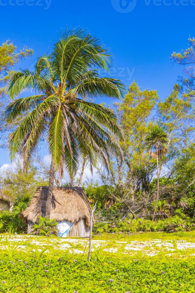 Tropical natural beach 88 palm tree Playa del Carmen Mexico. photo