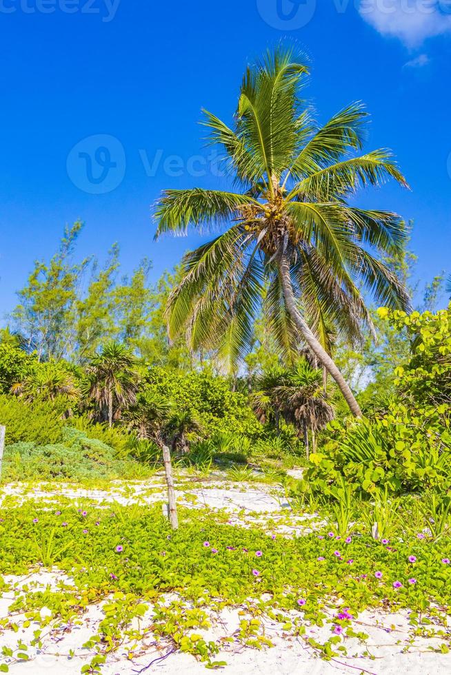 palmera tropical con cielo azul playa del carmen mexico. foto