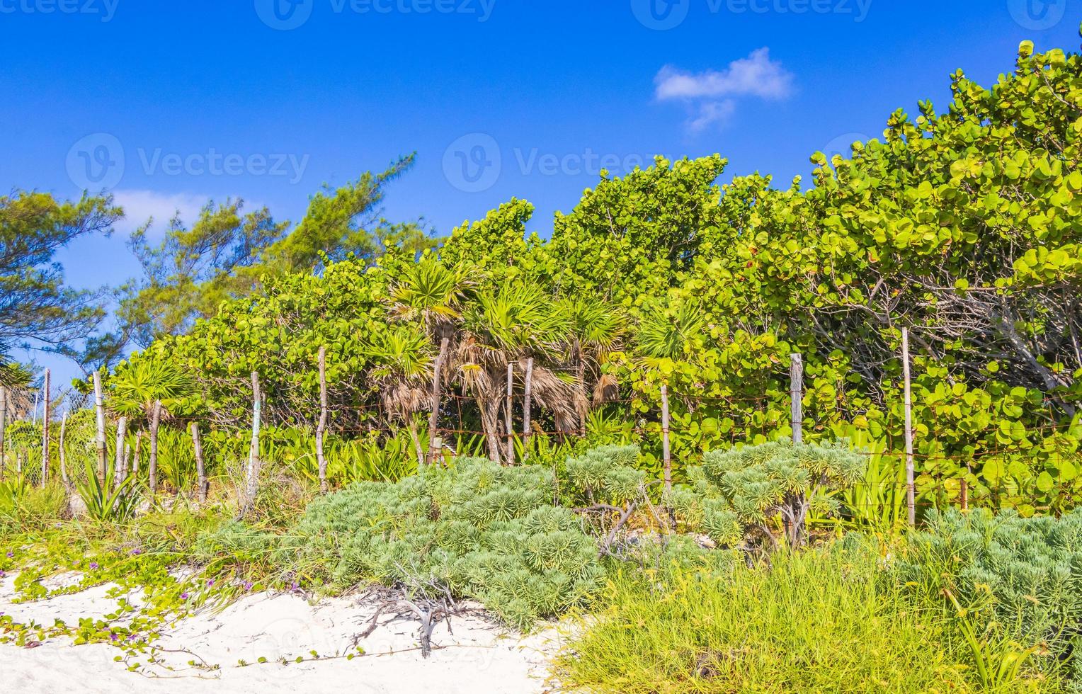 playa natural tropical mexicana con bosque playa del carmen mexico. foto