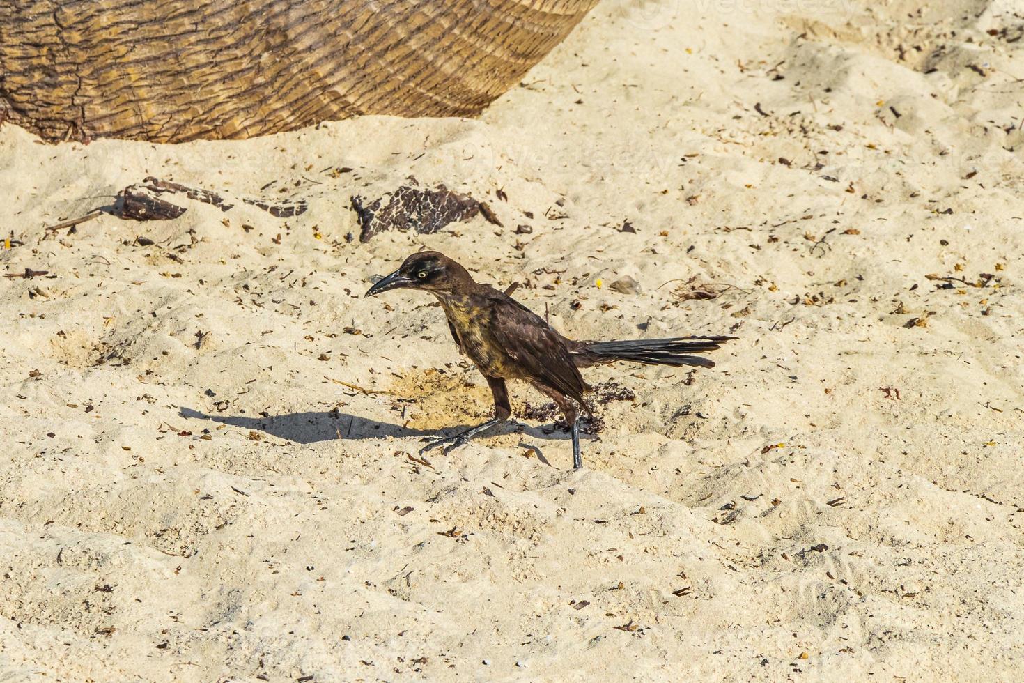 Gran pájaro grackle comiendo sargazo en la playa de México. foto