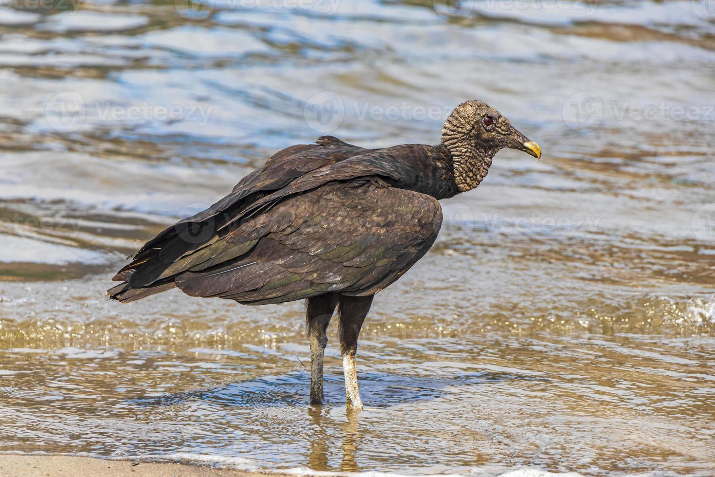 Buitre negro tropical en la playa de Botafogo, Río de Janeiro, Brasil. foto