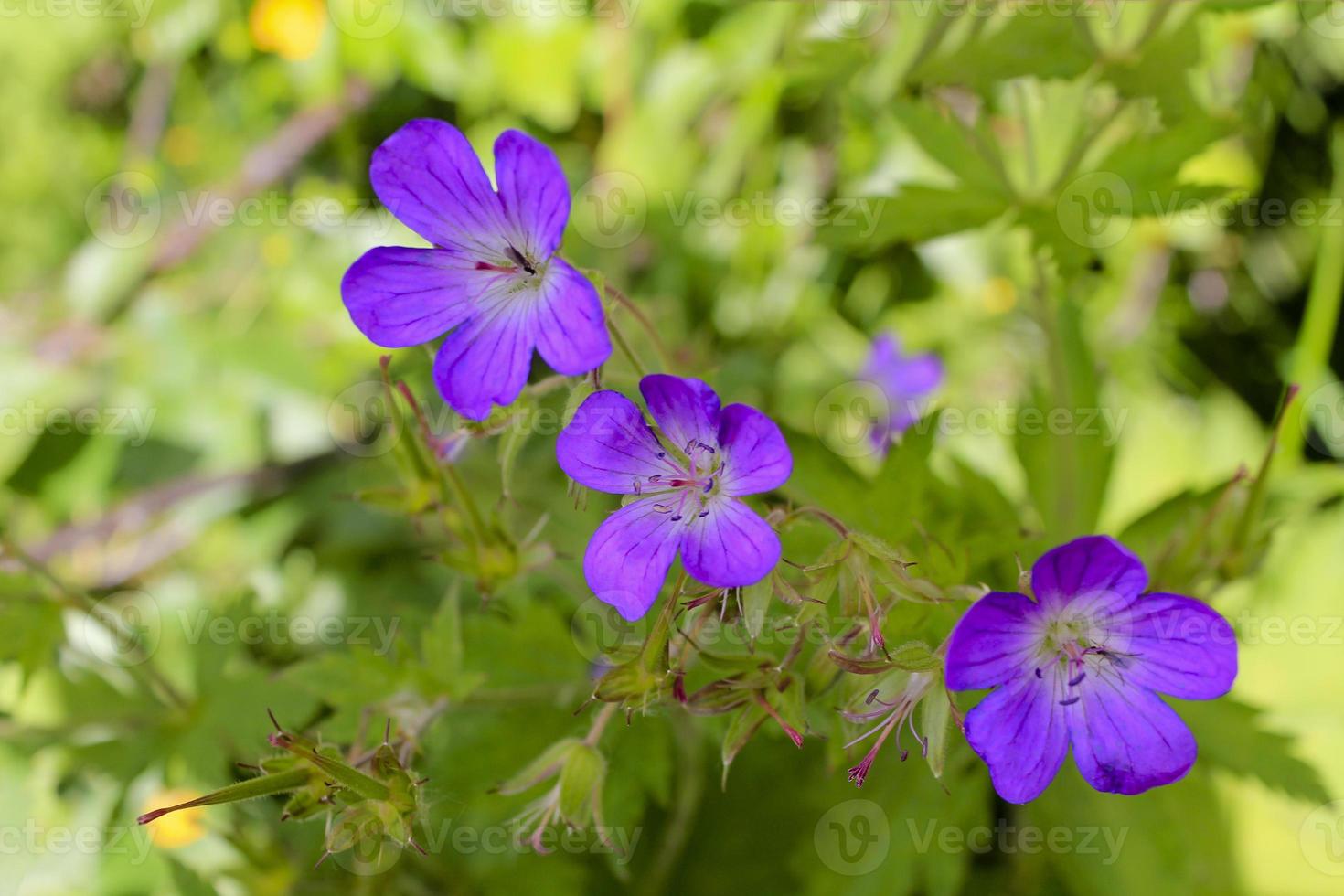 hermosa flor de prado, geranio púrpura. paisaje de verano en hemsedal noruega. foto