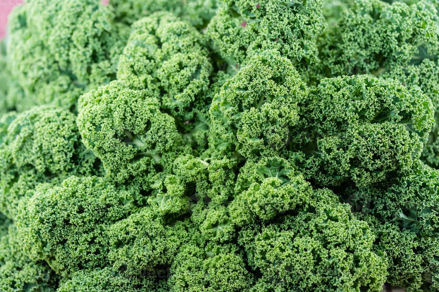 comida tradicional del norte de Alemania col rizada verde foto