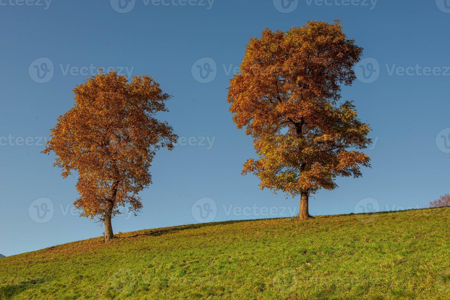 Trees in the hills photo