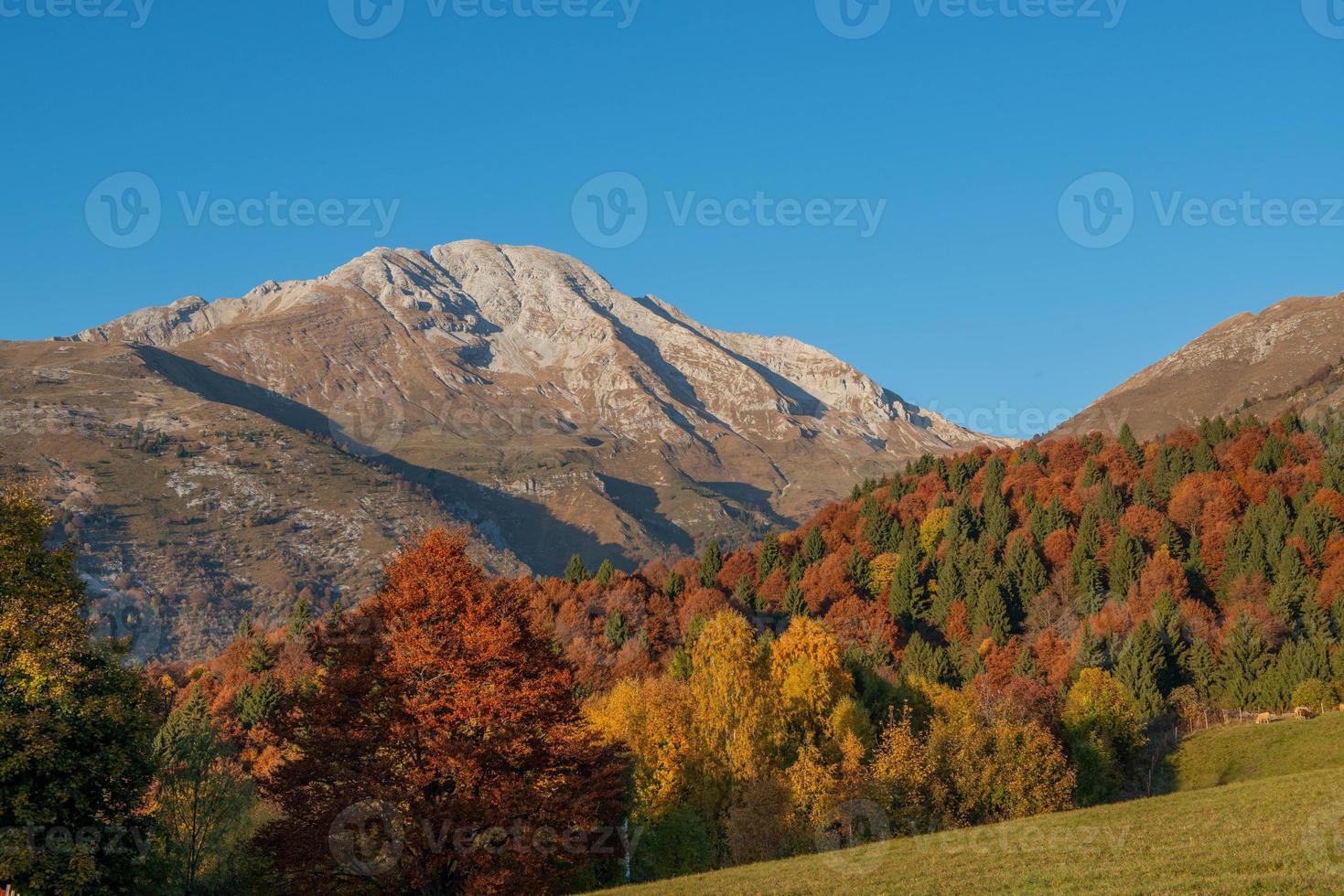 trees in autumn with mountain peak photo