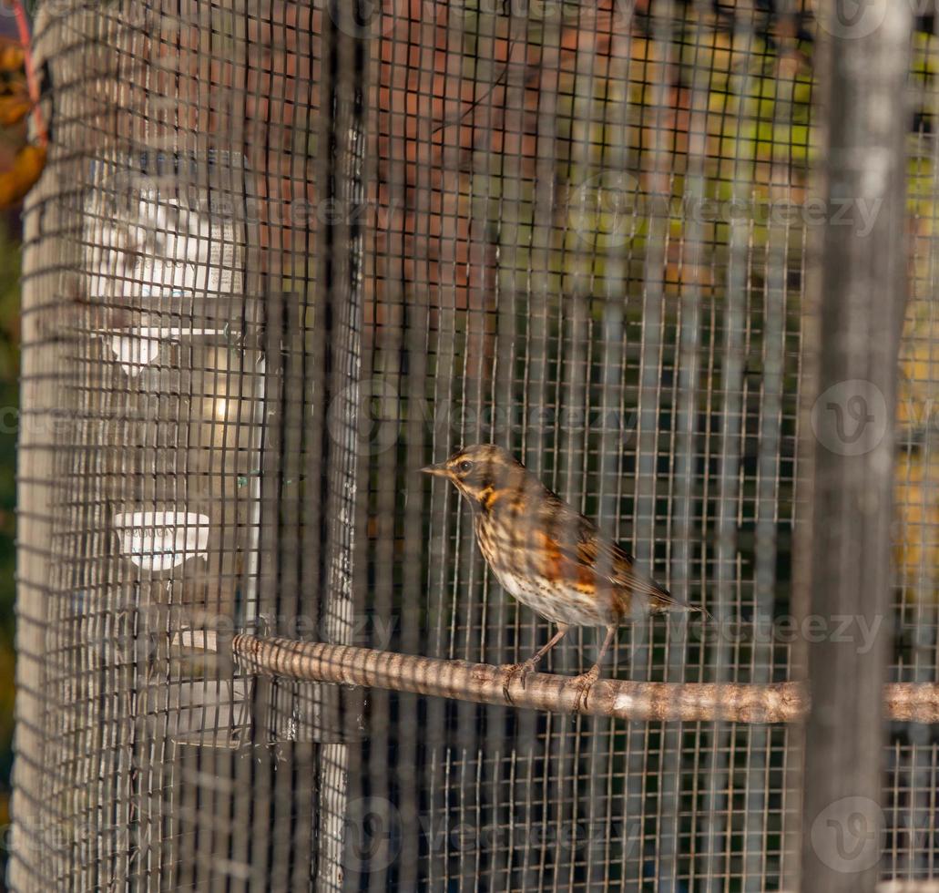 decoy bird in cage photo