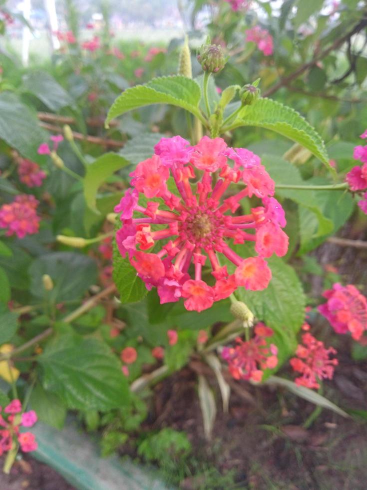 foto vertical de flor roja