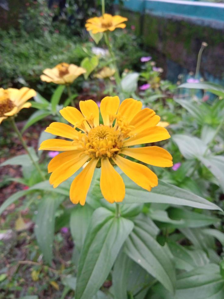 foto vertical de flores amarillas