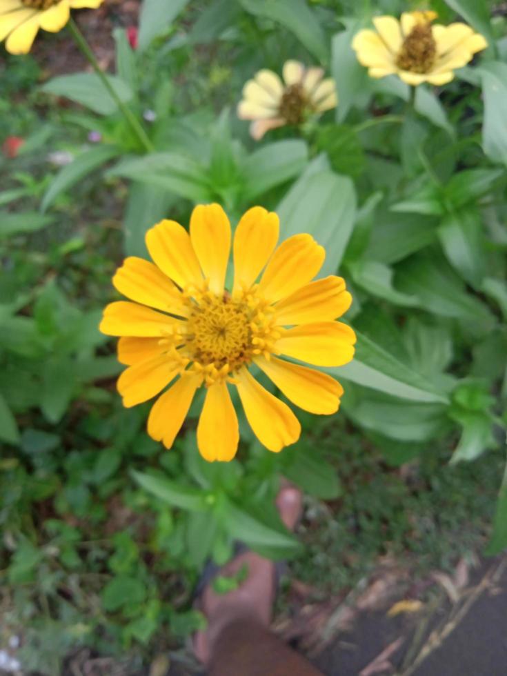 foto vertical de flores amarillas