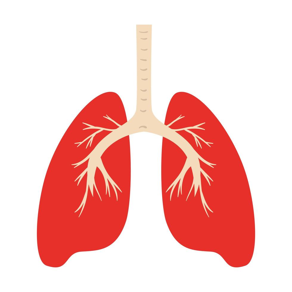 human lungs organ isolated icon vector