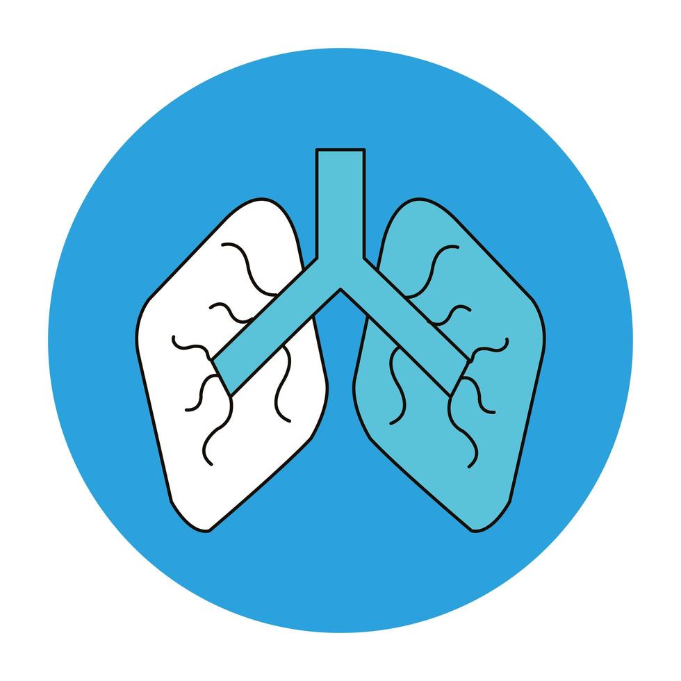 pulmones humanos, órgano, aislado, icono vector