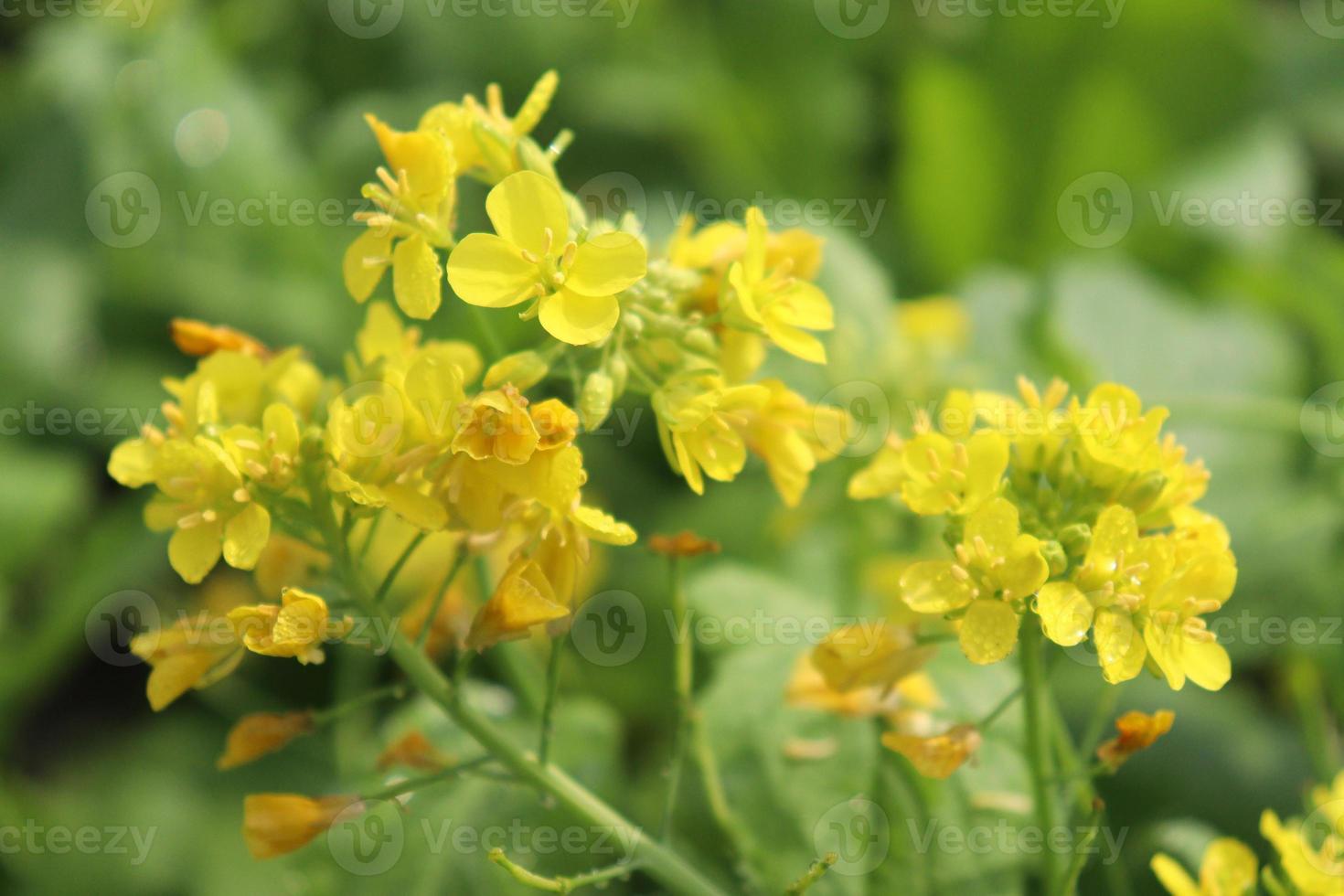 mustard and onion firm view on field photo