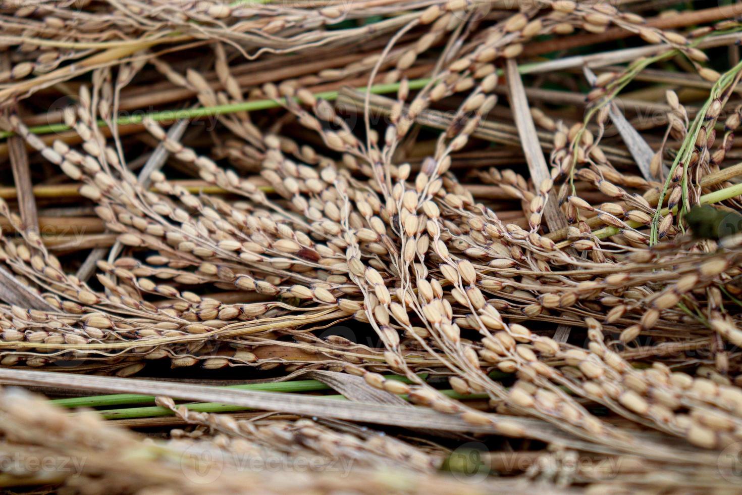 ripe paddy bunch on tree in the firm photo