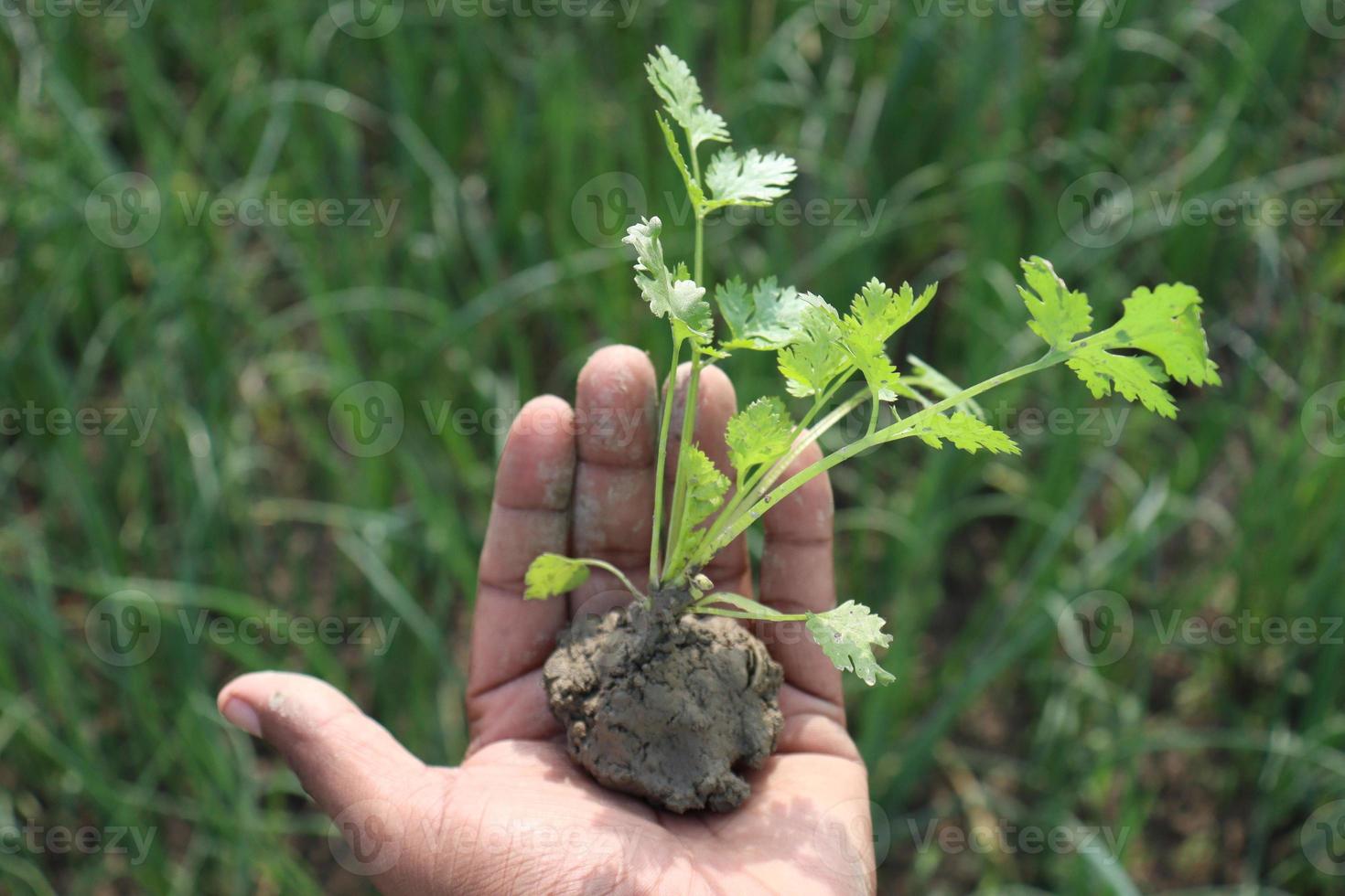 green colored coriander tree on hand 4831077 Stock Photo at Vecteezy
