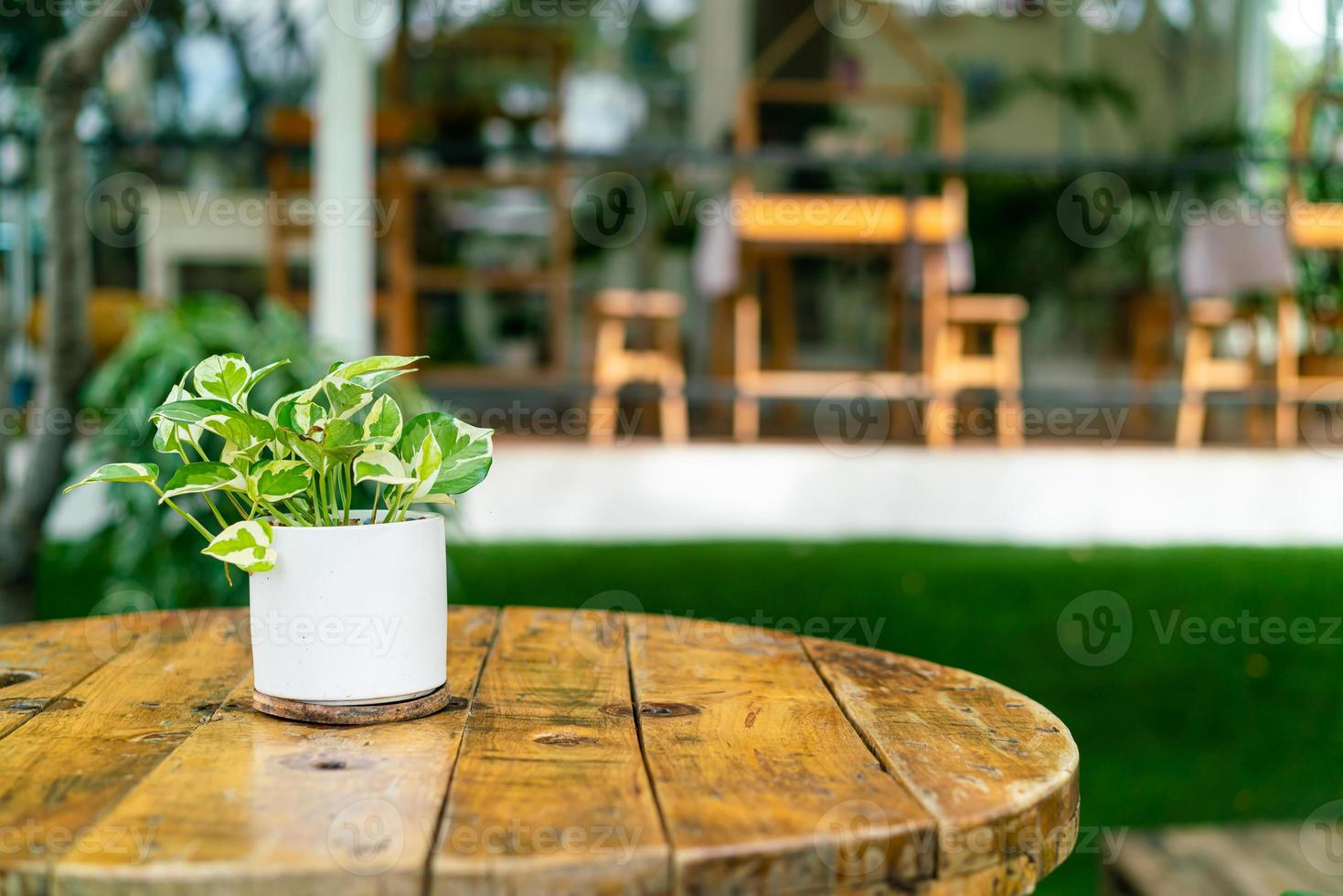 Betel manchado en maceta de flores en la mesa foto