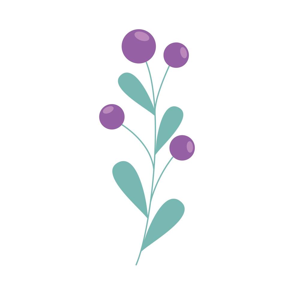 branch with seeds isolated icon vector