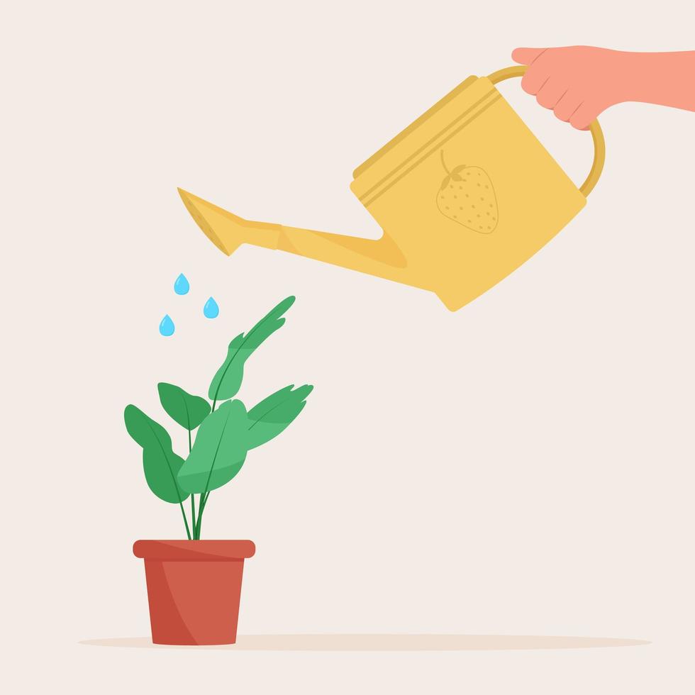 Hand holding watering can. Watering home plant in pot vector