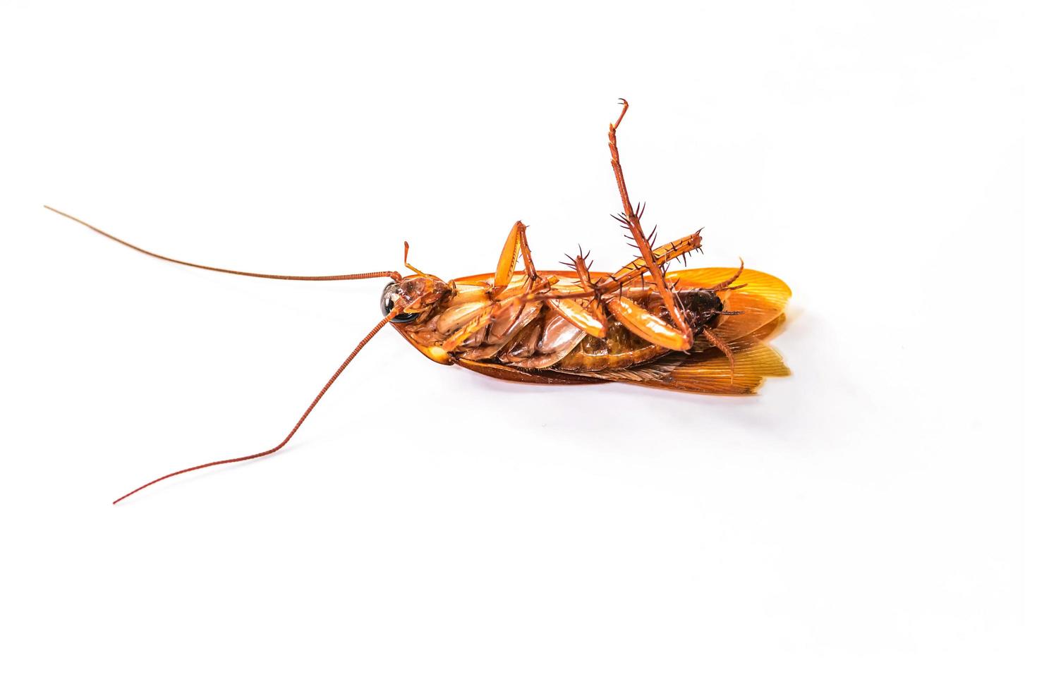 Dead cockroach  isolated photo