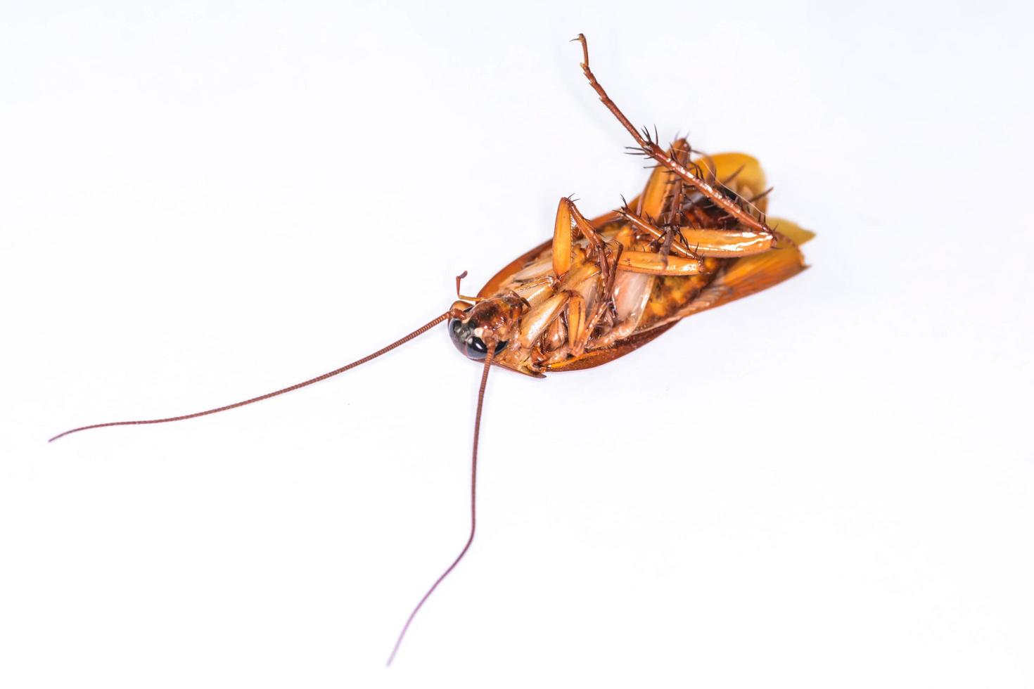 Dead cockroach  isolated photo