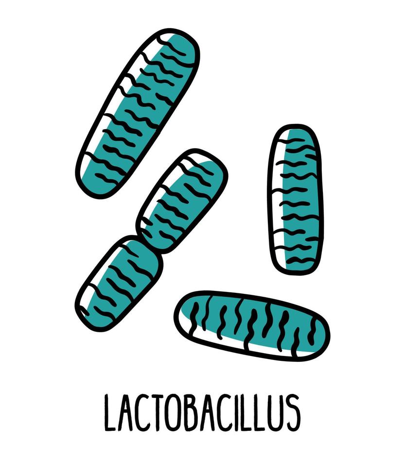 Lactobacillus, an anaerobic bacterium in the human intestinal microflora, vector illustration. Microbiota of the digestive tract.