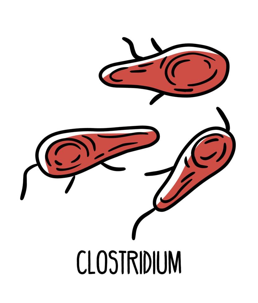Clostridium gram-positive pathogenic bacteria in the human intestinal microflora, vector illustration. Microbiota of the digestive tract.