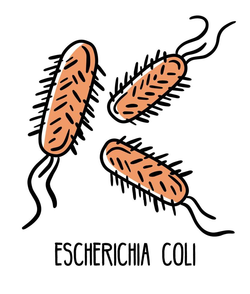 Escherichia coli gram-negative anaerobic bacterium in the human intestinal microflora, vector illustration. Microbiota of the digestive tract.