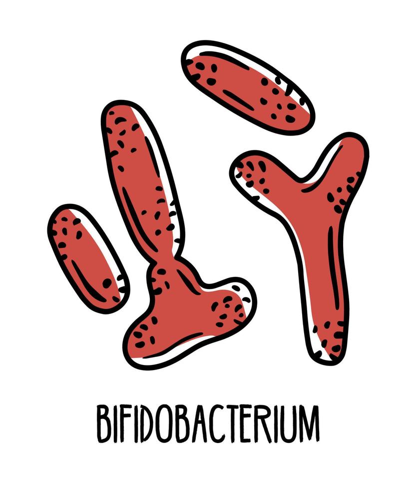 Bifidobacterium gram-positive anaerobic bacteria in the human intestinal microflora, vector illustration. Microbiota of the digestive tract.