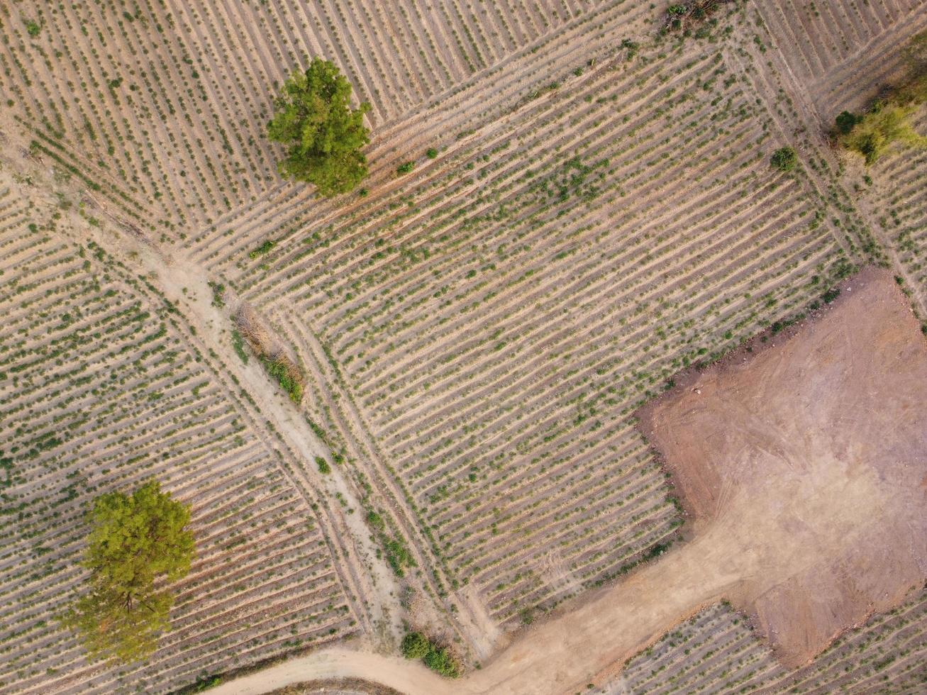 tierras agrícolas durante la temporada de cultivo, fotografía aérea de drones foto