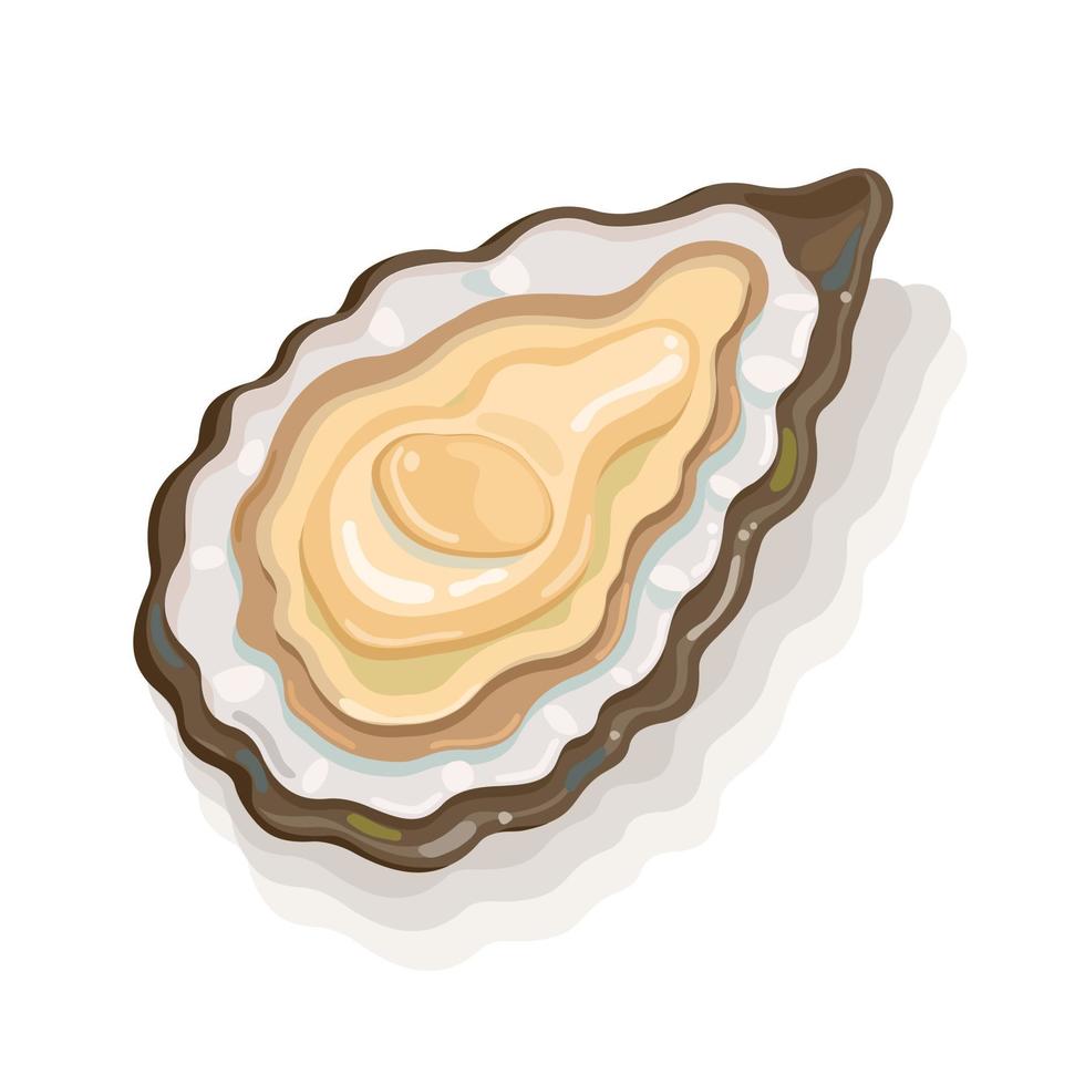 Oyster. Fresh sea oyster isolated on white background for cooked delicacies vector