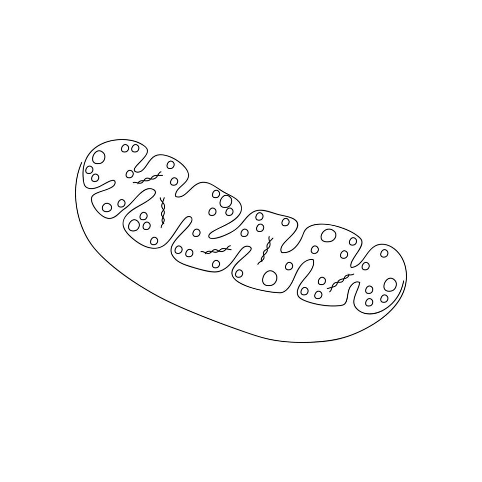 Mitochondria icon drawn by one line. Cell component sketch. Continuous line drawing organelle. Vector illustration in minimal style.