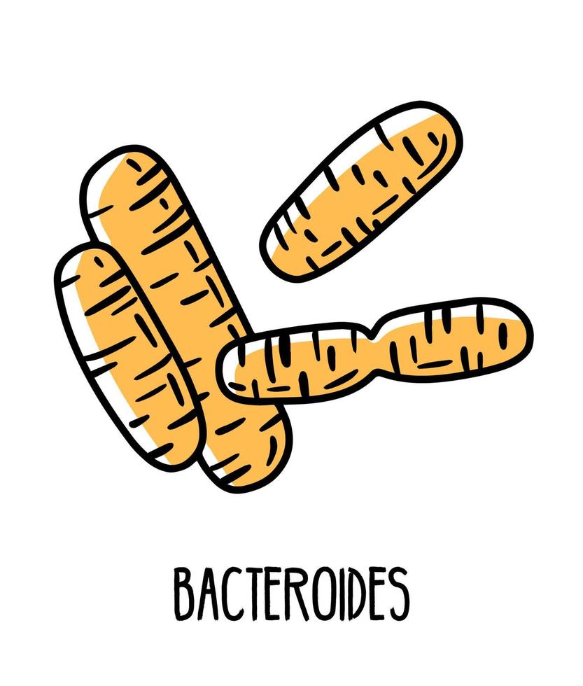 Bacteroides bacterias anaerobias gramnegativas en la microflora intestinal humana, ilustración vectorial. microbiota del tracto digestivo. vector
