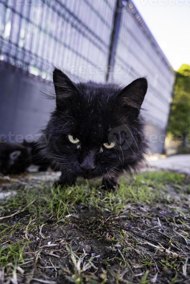 Street abandoned cats photo