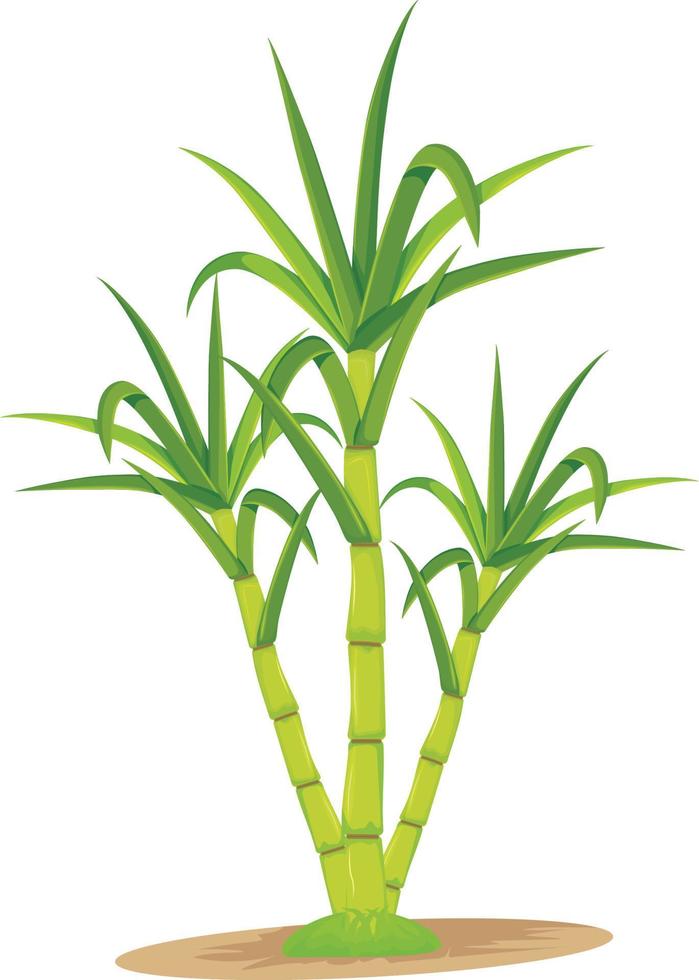 Sugar Cane Pretty Isolated Vector