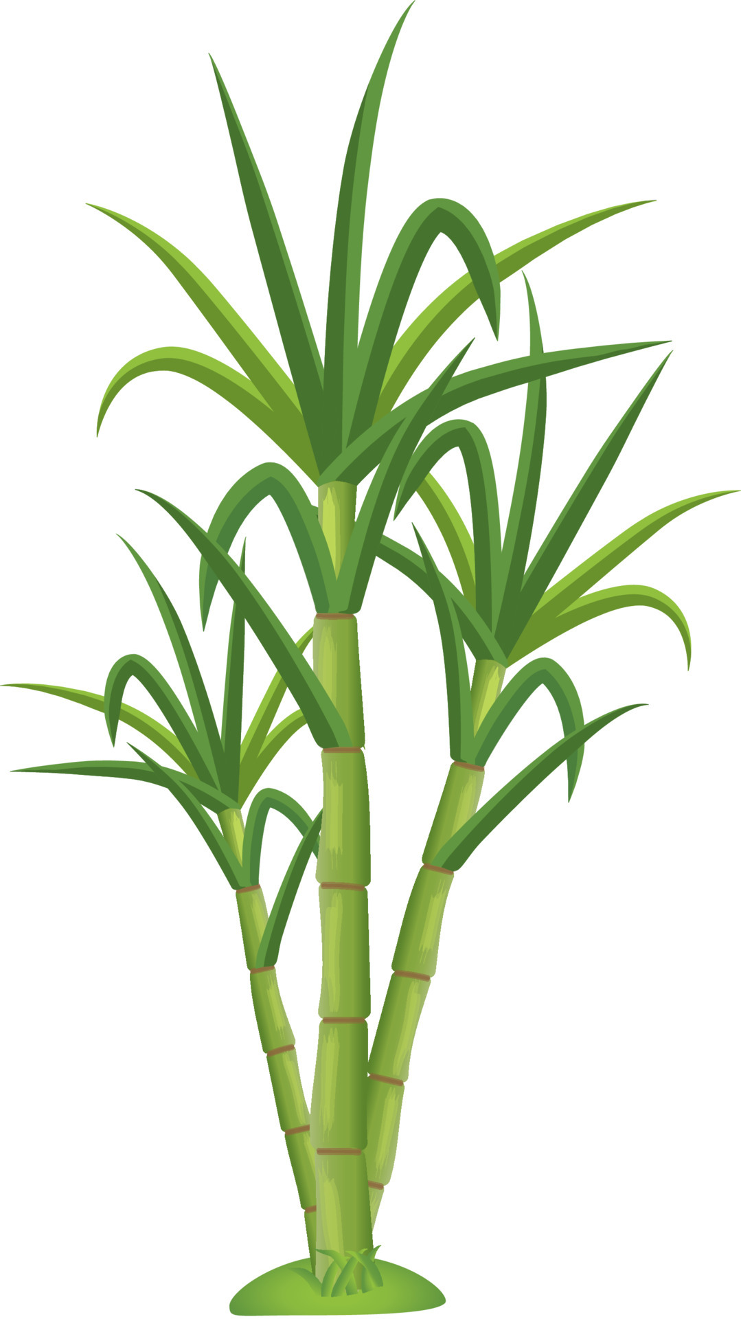 Sugarcane Vector Art, Icons, and Graphics for Free Download Sugarcane Vector Art, Icons, and Graphics for Free Download