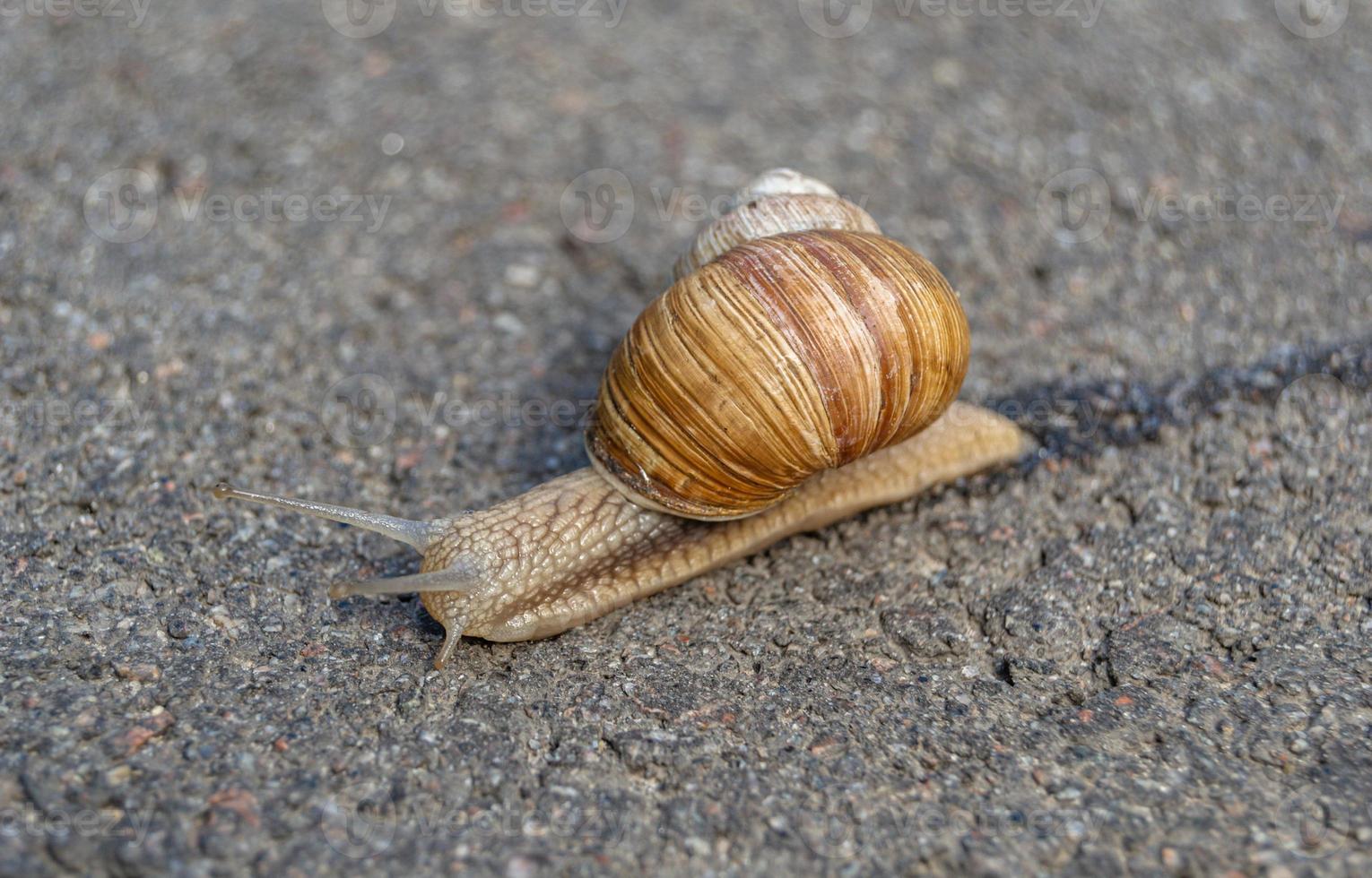 Big garden snail in shell crawling on wet road photo