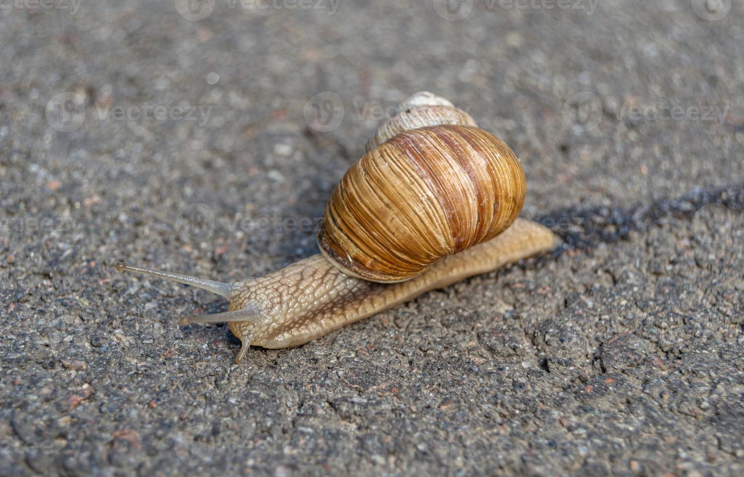 Caracol de jardín grande con concha arrastrándose sobre carretera mojada foto