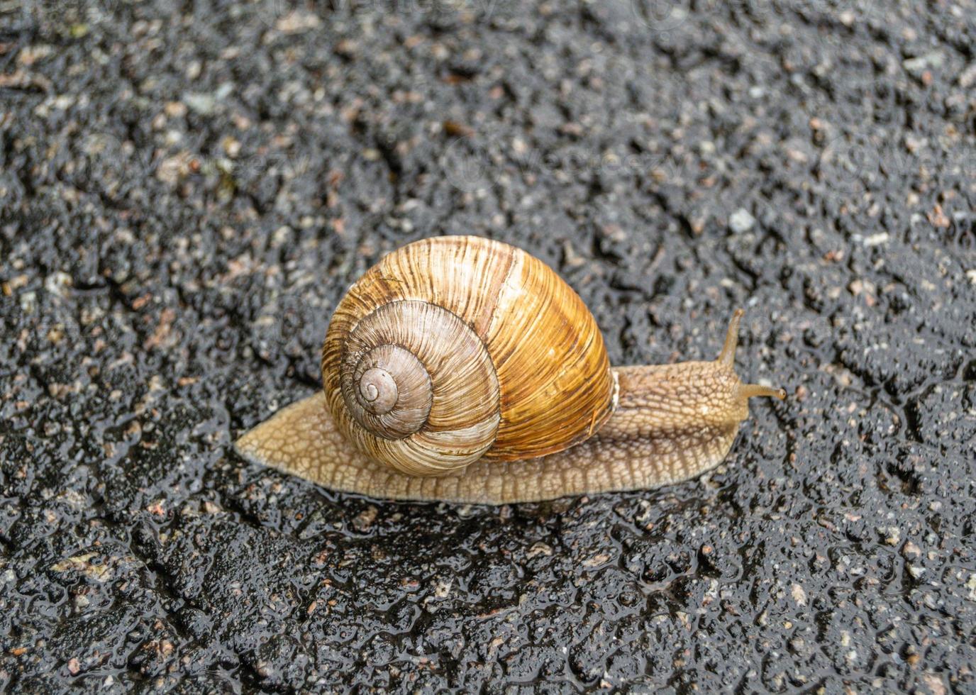 Caracol de jardín grande con concha arrastrándose sobre carretera mojada foto