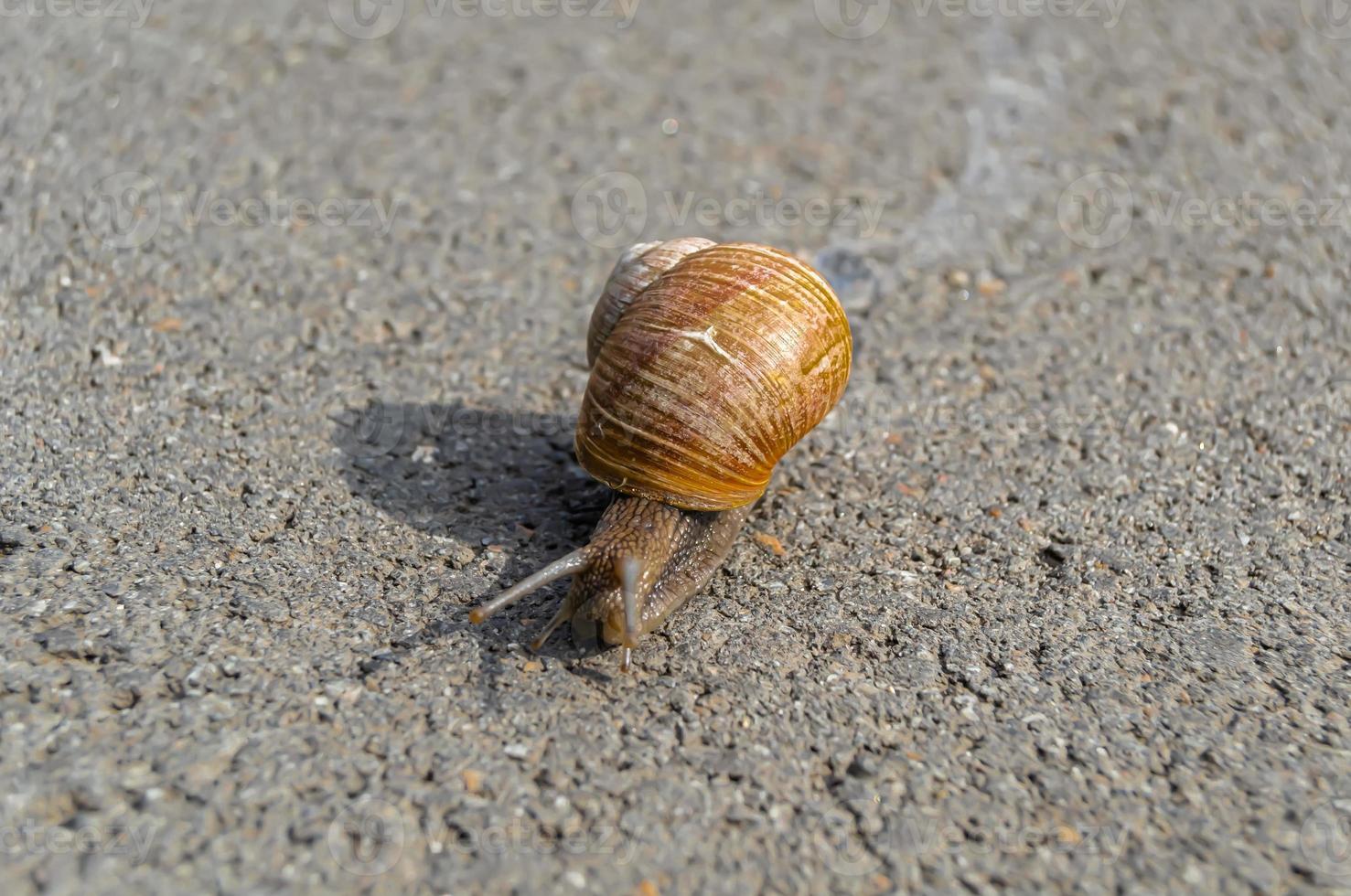 Big garden snail in shell crawling on wet road photo